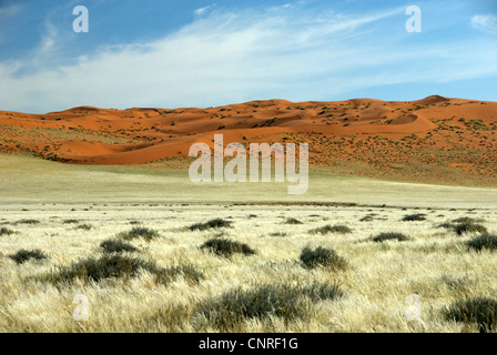 roten Dünen in der Wüste, Namibia, D707 Stockfoto