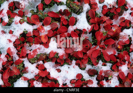 Berg-Bärentraube (Arctostaphylos Alpinus), im Herbst, USA, Alaska, Denali Nationalpark Stockfoto