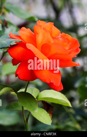 dekorative Rose (Rosa spec.), Blume Stockfoto