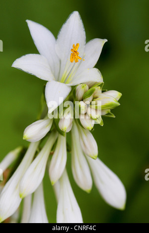 Wegerich Lily (Hosta Siboldii), Blütenstand Stockfoto