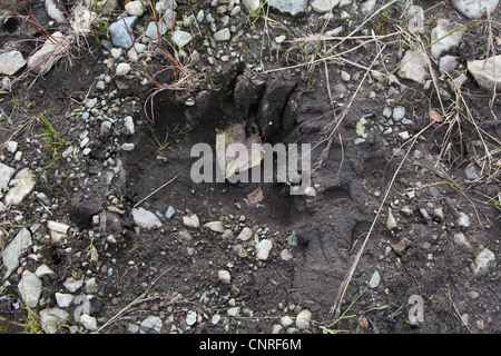 Brauner Bär, Grizzly Bär (Ursus Arctos Horribilis), Track, USA, Alaska Stockfoto