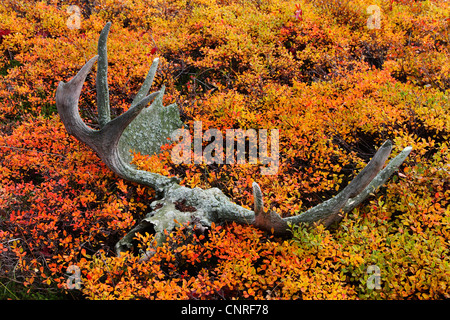 Alaska-Elch, Geweih ein Elch-Lys in der Tundra, USA, Alaska, Yukon Elch (Alces Alces Gigas), Tundra moose Stockfoto