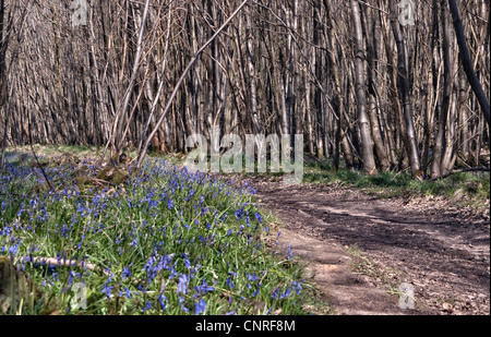 Bluebell Holz aus der North Downs Way in der Nähe von Chilham Kent United Kingdon Stockfoto