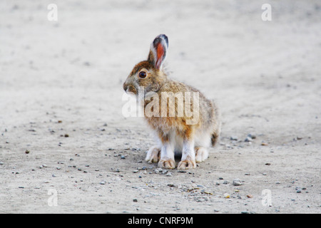 Schneeschuh-Hase, Varying Hase (Lepus Americanus), Fell, Herbst, USA, Alaska Stockfoto