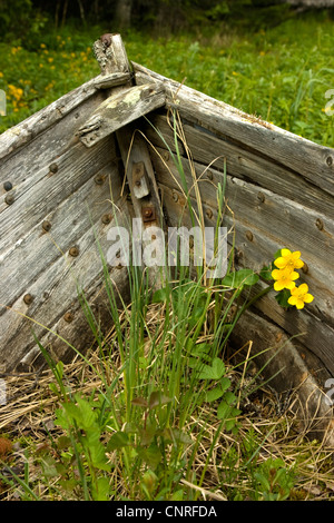 Marsh Marigold (Caltha Palustris), Boot alte hölzerne bewachsen mit Hahnenfuß, Schweden Stockfoto