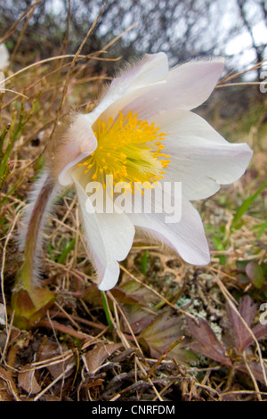 Frühlings-Anemone, Kuhschelle (Pulsatilla Vernalis), Blüte, Norwegen Stockfoto