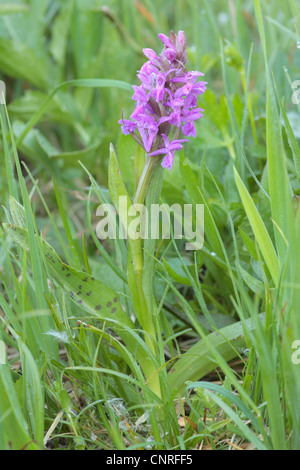 Western-Knabenkraut (Dactylorhiza Majalis), blühende Pflanze, Deutschland, Bayern Stockfoto