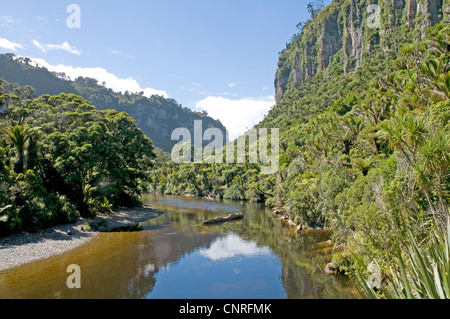 Beeindruckende Bush Walk Landschaft entlang des Pororari Flusses in Paparoa National Park, Neuseeland Stockfoto