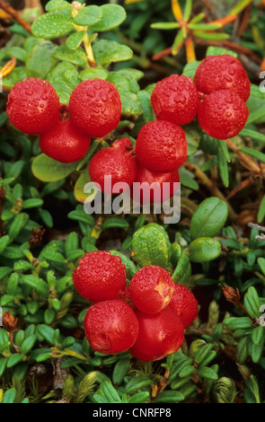 Preiselbeere, Foxberry, Preiselbeeren, Mountain Cranberry (Vaccinium Vitis-Idaea), Beeren mit Regentropfen, USA, Alaska, Denali Nationalpark Stockfoto