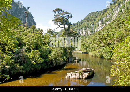 Beeindruckende Bush Walk Landschaft entlang des Pororari Flusses in Paparoa National Park, Neuseeland Stockfoto