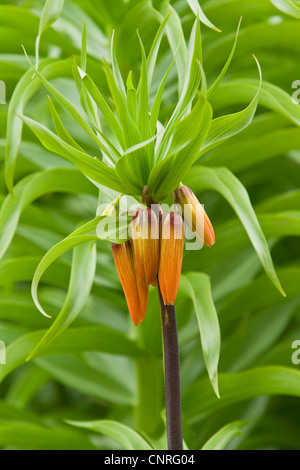 Crown imperial Lily (Fritillaria Imperialis), Blütenstand im Keim zu ersticken Stockfoto