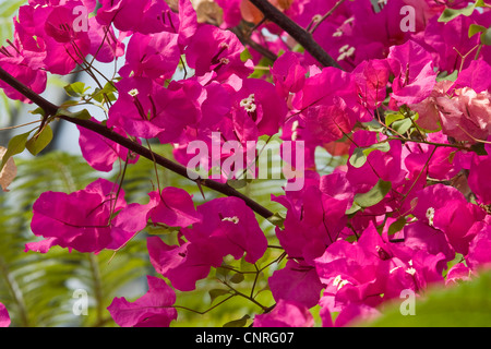 Papierfabrik, Four-o'clock (Bougainvillea-Hybride), blühen, Deutschland Stockfoto