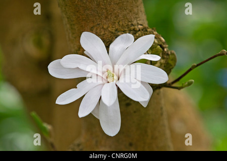 Stern-Magnolie (Magnolia Stellata), Blume auf einem Stiel, Deutschland Stockfoto