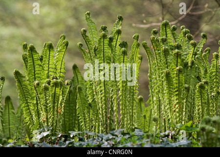 Europäische Strauß Farn (Matteuccia Struthiopteris), schießen von den Frods im Frühjahr, Deutschland, Nordrhein-Westfalen Stockfoto