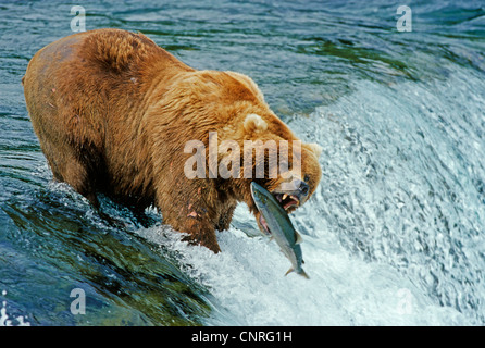 Brauner Bär, Grizzly Bär (Ursus Arctos Horribilis), fängt Lachs, USA, Alaska, Denali Nationalpark Stockfoto