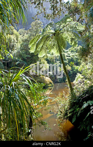 Beeindruckende Bush Walk Landschaft entlang des Pororari Flusses in Paparoa National Park, Neuseeland Stockfoto