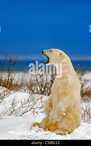 Eisbär (Ursus Maritimus), sitzt im Schnee, Kanada, Manitoba, Hudson Bay Stockfoto