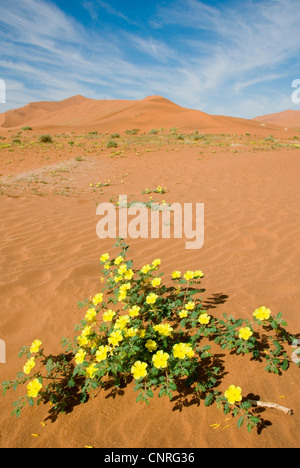 Teufels Dorn (Tribulus Zeyheri), Namibwüste, gelben Blüten in den Dünen von Sossusvlei, Namibia Stockfoto