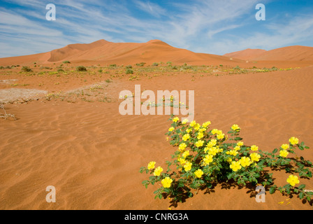 Teufels Dorn (Tribulus Zeyheri), Namibwüste, gelben Blüten in den Dünen von Sossusvlei, Namibia Stockfoto