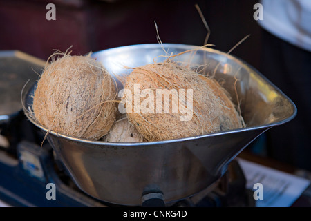 Kokosnüsse in Metall-container Stockfoto