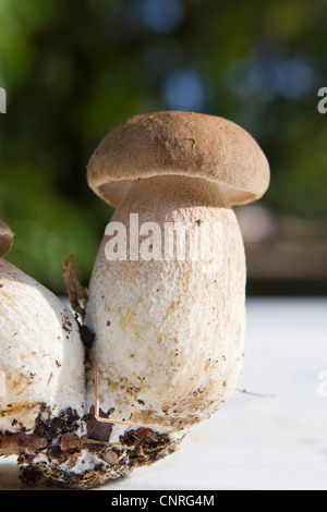 Steinpilze Stockfoto