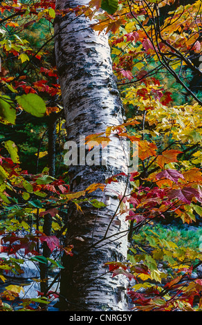 Betula Papyrifera (Papier-Birke, auch bekannt als Papier-Birke, American White Birch und Kanu-Birke) im Herbst Stockfoto