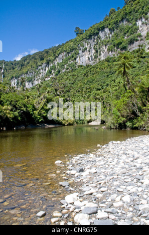 Beeindruckende Bush Walk Landschaft entlang des Pororari Flusses in Paparoa National Park, Neuseeland Stockfoto