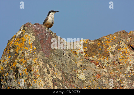 Rock Kleiber (Sitta Neumayer), sitzt auf Fels, Griechenland, Lesbos Stockfoto