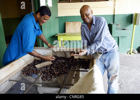 Muskatnuss, Muskatblüte (Myristica Fragrans), neue Zufuhr von Muskatnüsse werden für Qualität, Grenada, Gouyave gesteuert Stockfoto