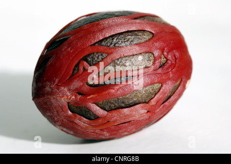 Muskat, Muskatblüte (Myristica Fragrans), frischer Muskatnuss, noch bedeckt mit Teilen von Obst Schale, Rosemont Stockfoto