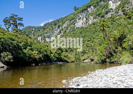 Beeindruckende Bush Walk Landschaft entlang des Pororari Flusses in Paparoa National Park, Neuseeland Stockfoto