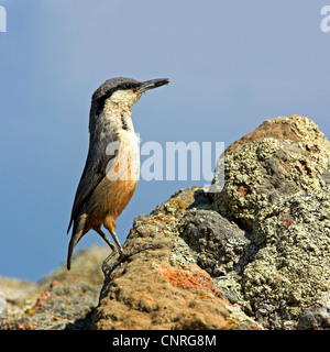 Rock Kleiber (Sitta Neumayer), auf Felsen mit Futter in seiner Rechnung, Griechenland, Lesbos Stockfoto