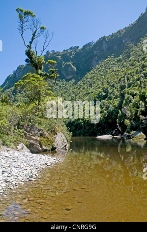 Beeindruckende Bush Walk Landschaft entlang des Pororari Flusses in Paparoa National Park, Neuseeland Stockfoto