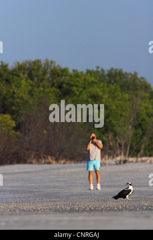 Fischadler, Habicht Fisch (Pandion Haliaetus), Tourist nähert sich einen Fischadler bis es fliegt, Florida, USA, ft. Myers Beach, Estero Lagune Stockfoto