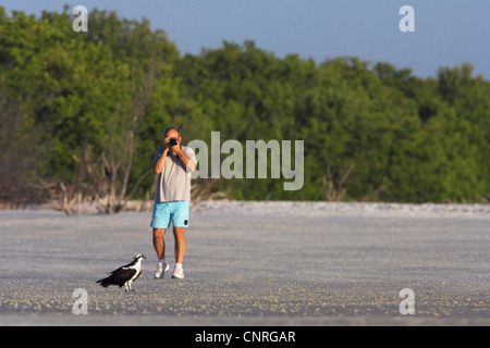 Fischadler, Habicht Fisch (Pandion Haliaetus), Tourist nähert sich einen Fischadler bis es fliegt, Florida, USA, ft. Myers Beach, Estero Lagune Stockfoto