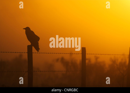 Fisch Krähe (Corvus Ossifragus), sitzt auf Stapel vor der Abend glühen, USA, Florida Stockfoto