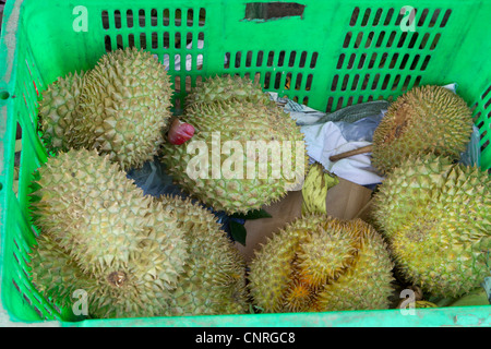 Durian in Korb Stockfoto