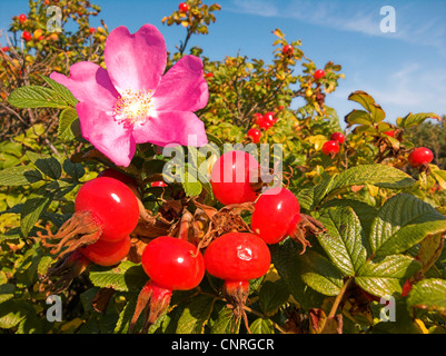 Rugosa rose, japanische rose (Rosa Rugosa), Blumen- und Niederlande, Holland, Niederlande Stockfoto