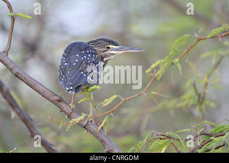 Gekerbter Reiher - Mangrove Reiher (Butorides Striatus - Butorides Striata) Juvenile thront in einem Baum in der Nähe von Wasser am Lake Baringo Stockfoto