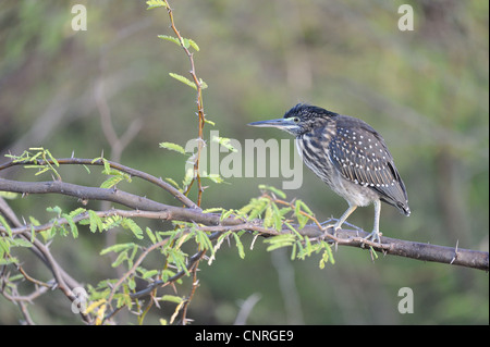 Gekerbter Reiher - Mangrove Reiher (Butorides Striatus - Butorides Striata) Juvenile thront in einem Baum in der Nähe von Wasser am Lake Baringo Stockfoto