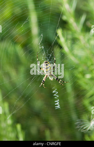 Wasp Spider (Argiope Bruennichi) Stockfoto