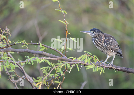 Gekerbter Reiher - Mangrove Reiher (Butorides Striatus - Butorides Striata) Juvenile thront in einem Baum in der Nähe von Wasser am Lake Baringo Stockfoto