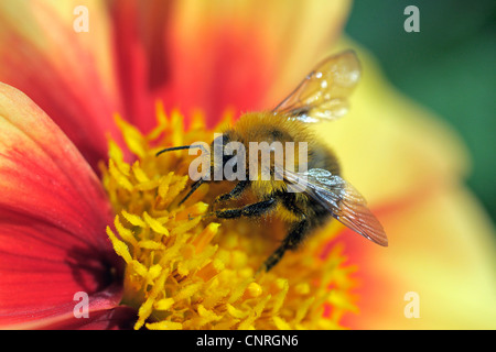Hummeln (Bombidae, Bombinae), Hummel auf einen Blütenstand Stockfoto
