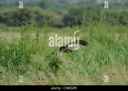 Goliath Reiher (Ardea Goliath) ausziehen aus ein sumpfiges Gebiet am Lake Baringo - Kenia - Ost-Afrika Stockfoto