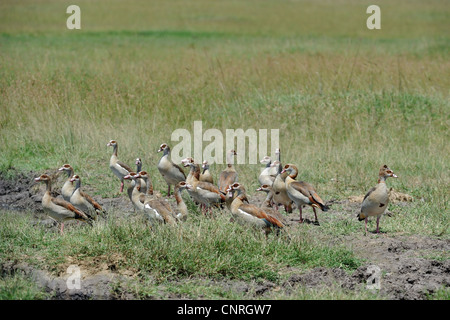 Nilgans - Nil Gans (Alopochen Aegyptiacus - Alopochen Aegyptiaca) Herde auf dem Boden in der Nähe von einem Teich in Masai Mara Stockfoto