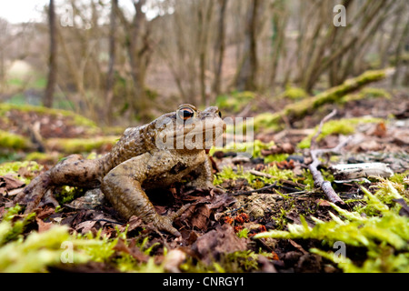 Europäischen gemeinsamen Kröte (Bufo Bufo), männliche gehen auf Wald-Boden, Deutschland, Baden-Württemberg, Odenwald Stockfoto