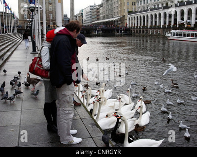 Höckerschwan (Cygnus Olor), stumm Personen Fütterung Schwäne, Hamburg Stockfoto