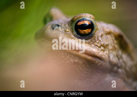 Europäischen gemeinsamen Kröte (Bufo Bufo), Portrait einer Frau, Deutschland, Baden-Württemberg, Odenwald Stockfoto