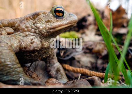 Europäischen gemeinsamen Kröte (Bufo Bufo), männliche auf Wald, Boden, Deutschland, Baden-Württemberg, Odenwald Stockfoto