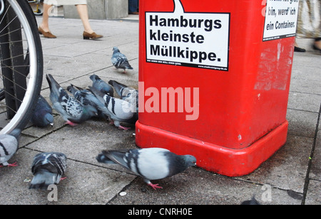 Pfauentaube Taube (Columba Livia F. Domestica), Fütterung Stockfoto